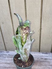 Billbergia ‘Kahakai’ rare bromeliad 5''pot