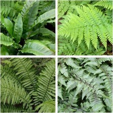 4 x Fern Plant Mix in 9cm Pots - Ready to Plant Outdoor Ferns - Mixed Varieties