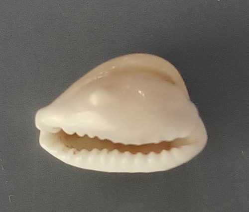 Seahell Cypraea Moneta FREAK 14,5 mm F+++ - Imagen 8 de 8