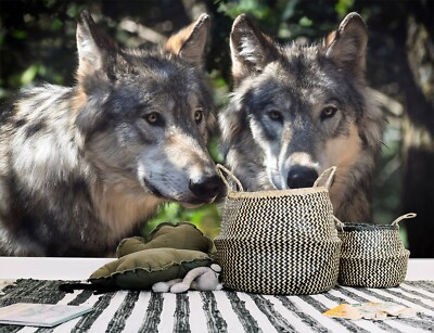 3D Grey Wolf K207 Animal Wallpaper Mural Self-adhesive Removable Kay