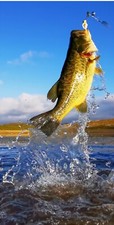 Bass fishing cornhole board vinyl wraps