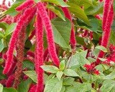 400 Red Love Lies Bleeding Seeds  Fresh Seeds   Free Shipping 