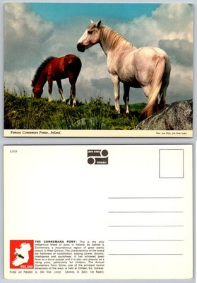 John Hinde Connemara Ponies Ireland Postcard Mare Foal Scenic Vintage Photo