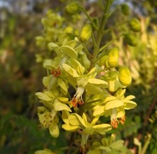 SAMEN Garten Paradies-Vogel-Busch duftende Blumen Samenzeit Aussaat Wintergarten