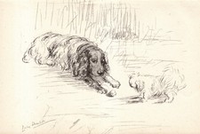 Vintage 1940s Springer Spaniel Art Print Lucy Dawson Springer Spaniel 6703a