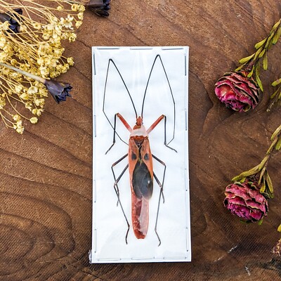 P90i Screaming Face Beetle Insects Entomology Taxidermy Oddities Curiosities