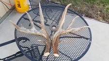 WILD 170" Dark WHITETAIL DEER ANTLER SHED antlers mule mount elk moose