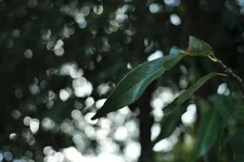 US Include Tax Nikon AF NIKKOR 24mm f/2.8 D #34191 Wide Angle Prime Lens Exc5 JP