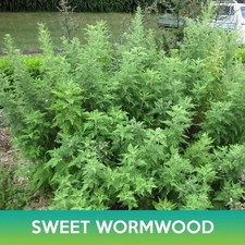 Sweet Wormwood, Artemisia annua