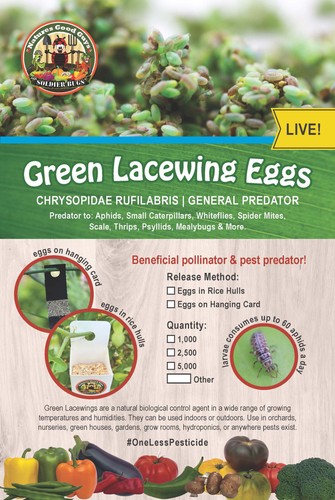 Green Lacewing Eggs in Rice Hulls - 1,000 Count - Aphid Exterminator - Picture 2 of 9