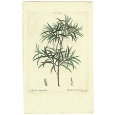 Rare 1801 REDOUTÉ Hand-Colored Big Folio Stipple Engraving, SALIX (Willow)