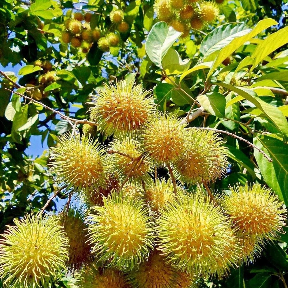 Rambutan Tree In California Rambutan Vs Lychee: A Comprehensive