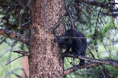 11x14in Lustre Print of Black Bear Cub Being Curious