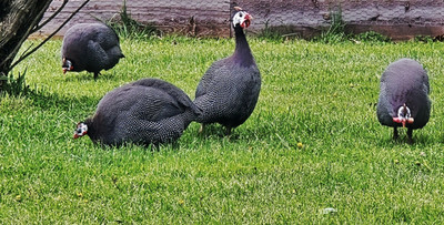 6+ Pearl Guinea Fowl Hatching Eggs - TICK Control -Hawk alarm -Watchdog free sh