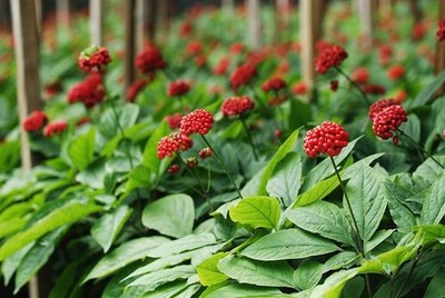 Panax Ginseng 10 Samen - Koreanische Ginsengwurzel / winterharte Heilpflanze