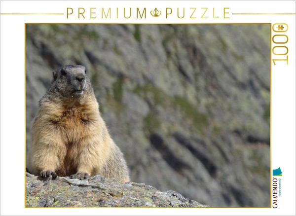 Calvendo Puzzle Neugier | 1000 Teile Lege-GrößE 64 × 48 Cm Foto-Puzzle FüR GlüCk-image