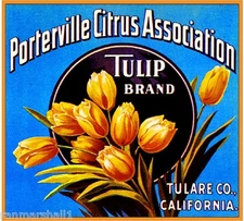 Porterville Tulip #2 Tulips Flowers Orange Citrus Fruit Crate Label Art Print