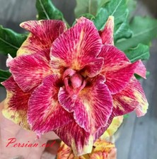 NEW Adenium Obesum Desert Rose "Persian Cat " 200 seeds very fresh viable