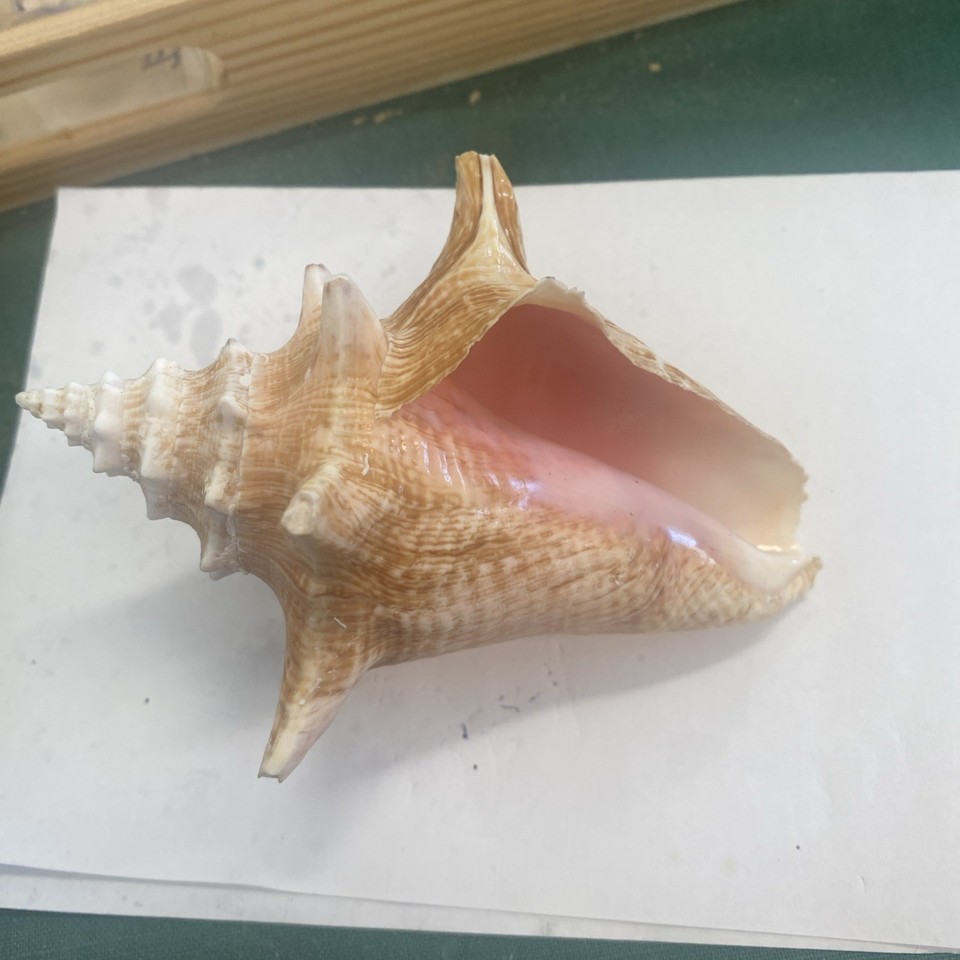 Large Queen Conch Sea Shell Natural Pink Vintage Ocean Beach Decor ...