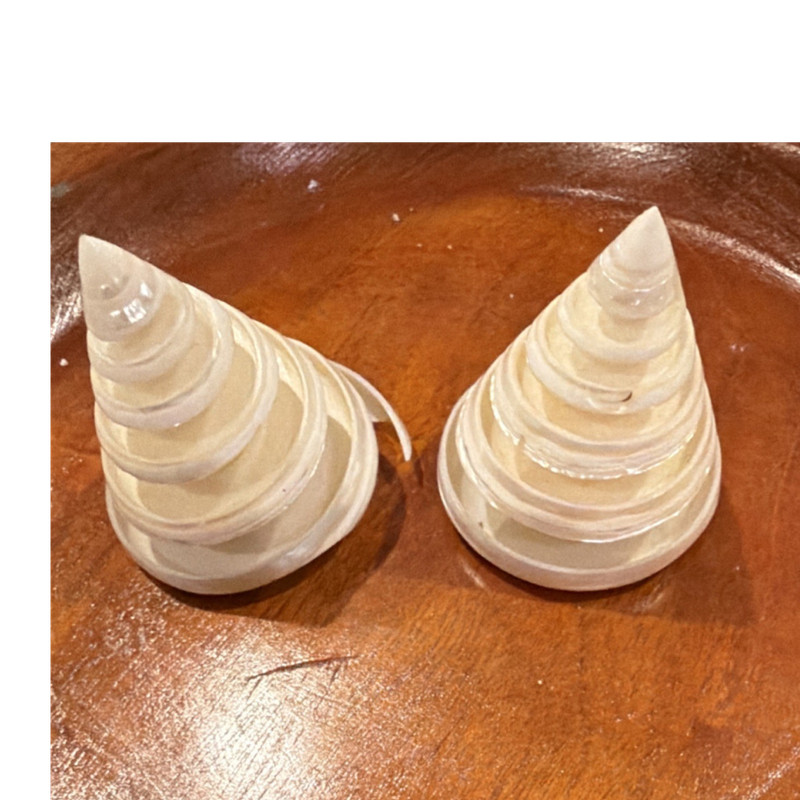 Turrittela  Shells. Turbo Style Spiral Sea Shells. Lot of 2, 2.25 x 2.0