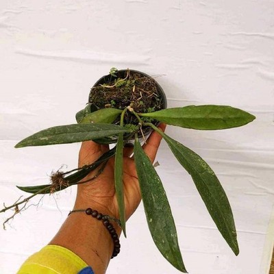Hoya Sulawesiana Green Live Plant Rare Indonesian Hoya  Grow in pot