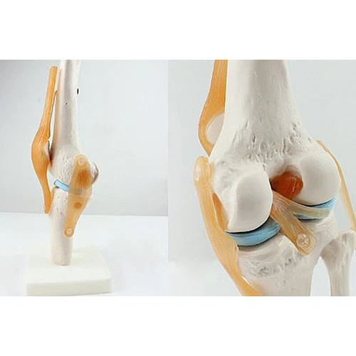 Human 1:1 Size Knee Joint (Femur,Tbia and Fibula)Simulation Anatomy Teach Model - Picture 1 of 11