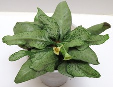 Euphorbia francoisii-#9 Modern hybrid-seed grown in USA