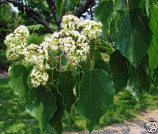 Japanese Raisin Tree, Hovenia dulcis, Tree Seeds (Hardy, Fragrant, Edible)