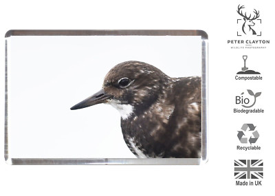 Kühlschrankmagnet, umweltfreundliche Verpackung: Drehstein Watvogel | Natur | Wildlife