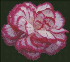 Flower Pink and White Carnation Counted Cross Stitch CHART No.20-107
