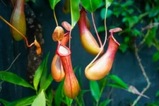 10 Lowland Nepenthes Seeds for Planting Pitcher Plant