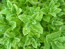 2000 PEPPERMINT SEEDS Mint NonGMO