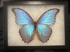MOUNTED BUTTERFLY/  MORPHO DIDIUS ! BEAUTIFUL  MALE SPECIMEN ! 