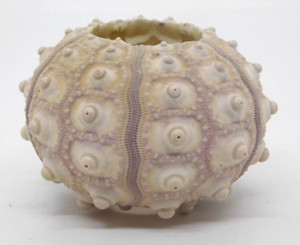 Shell Sea Urchin Brown 2 Inches Tall 2 1/2 Wide