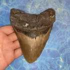 MEGALODON SHARK TOOTH 5.35” HUGE TEETH MEG SCUBA DIVER DIRECT FOSSIL NC 9994