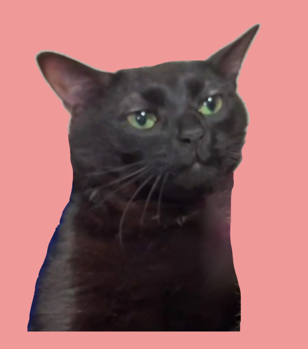 Dramatic Lighting Black Cat With Amber Eyes Close-up Shot Black Cats  Intense Yellow Stock Footage, image size:1062x1200