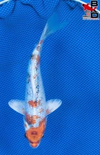 9" GIN RIN YAMATO NISHIKI Live Koi Fish Garden Pond 10/6