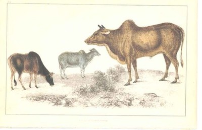 Original Old Antique Print H/C 1852 Gsmith Bos Indicus Cattle 19th