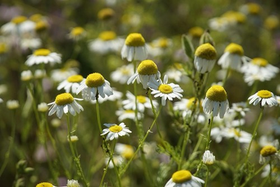 #ad #ad German Chamomile 10 Seeds Heirloom Free Shipping Herb Seeds $0.99