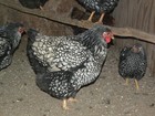 12+6 SILVER LACE WYANDOTTE FERTILE HATCHING EGGS — photo 6