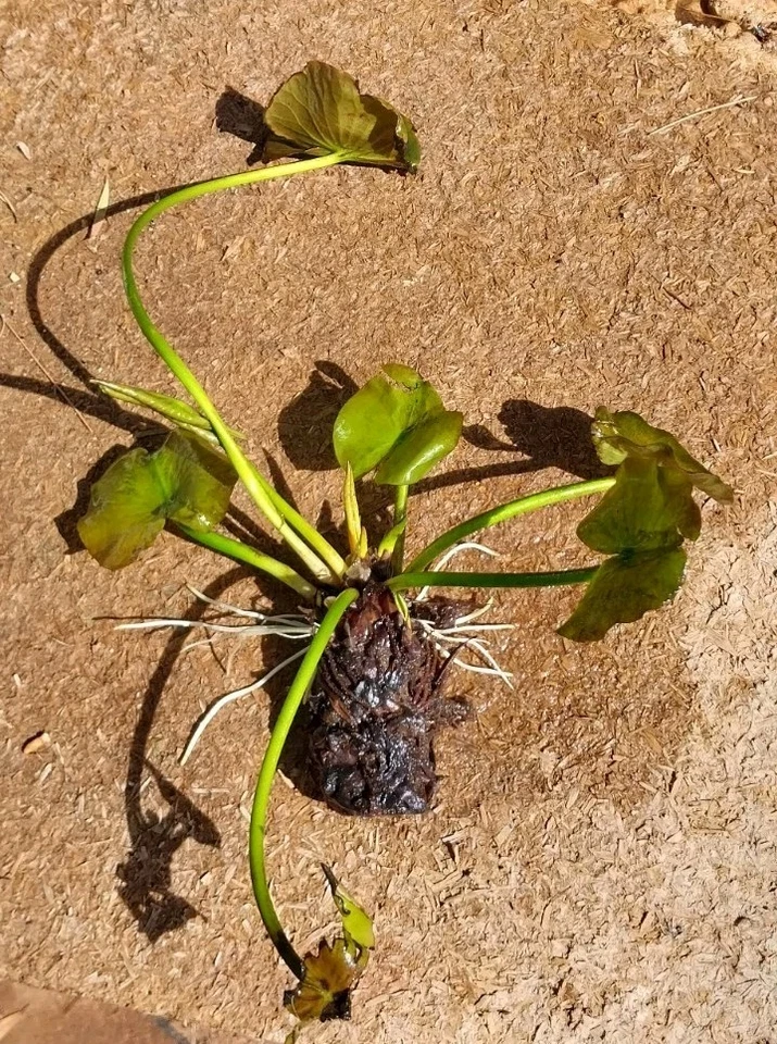 1X Water Lilly Bulb Rooted Plant White Pink Mixed Colur Post Express Delivery - image 2 of 4