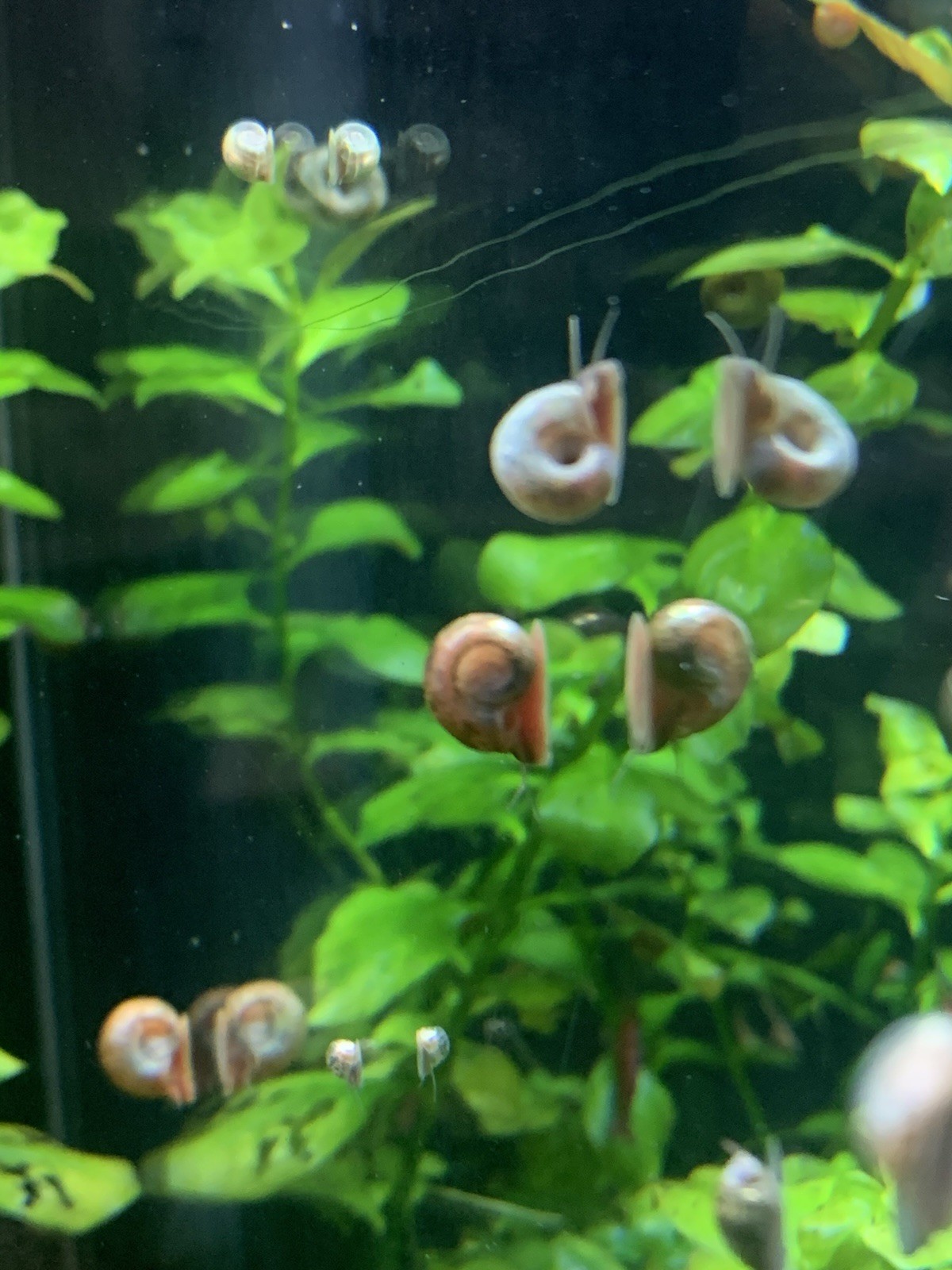 20 + 5 FREE Live Aquarium & Pond Snails Freshwater ( RAMSHORN ) Plus Stems Plant