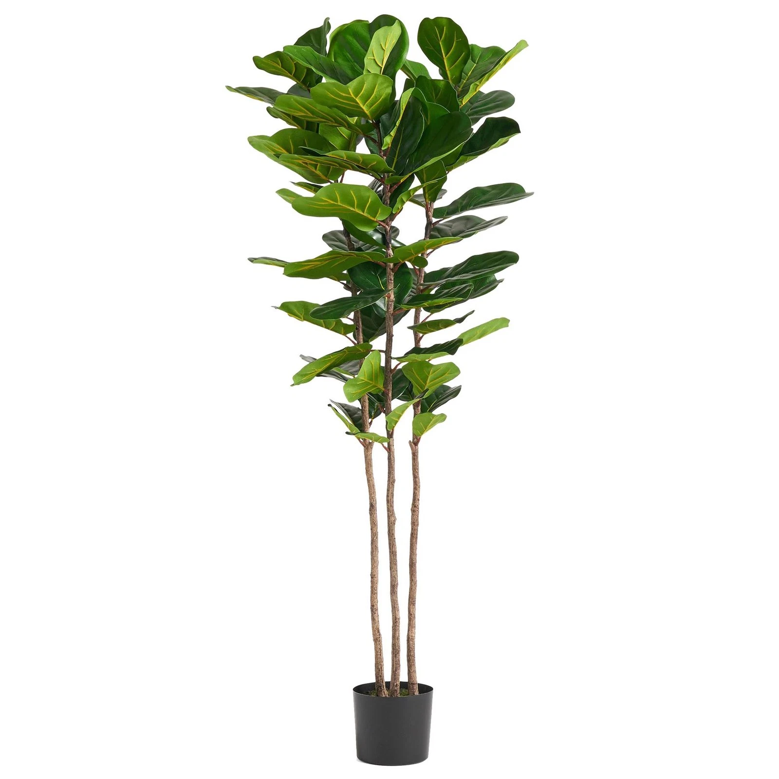 180cm Fiddle Leaf Fig Tree - 70422
