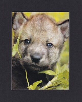 Wolf Hybrid Puppies Washington State 8X10