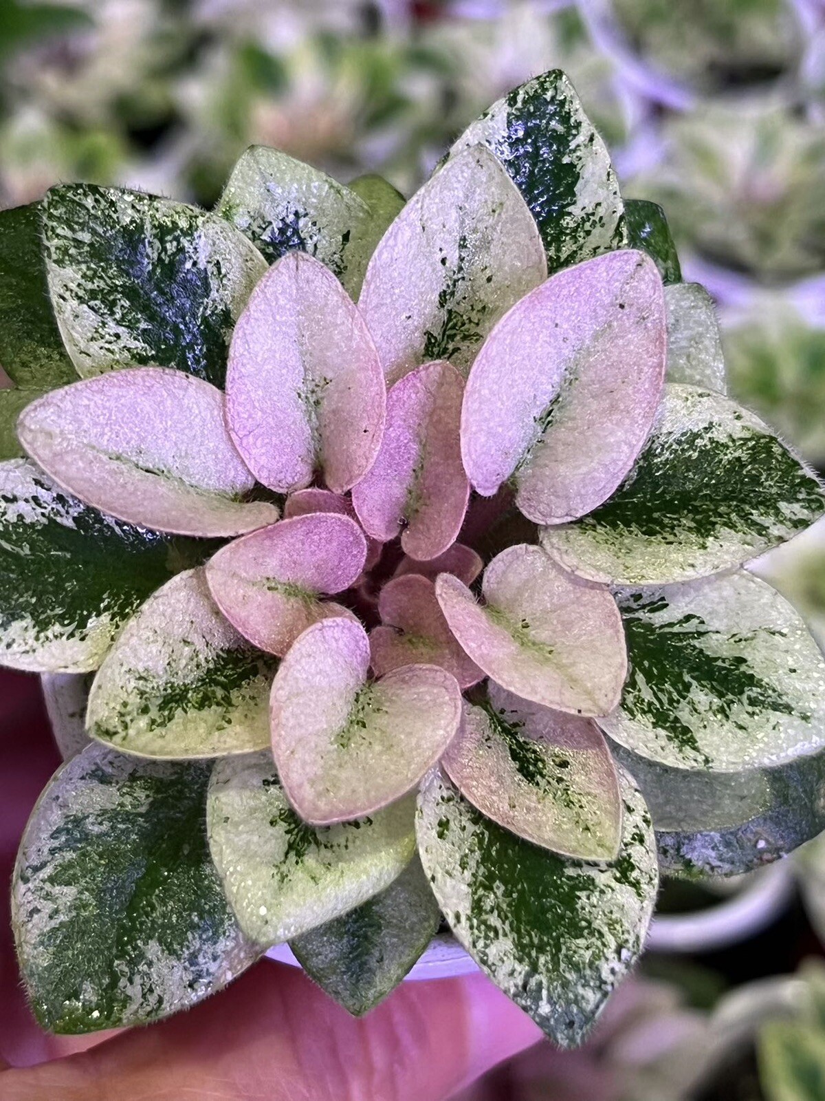 African Violet Live Plant- 