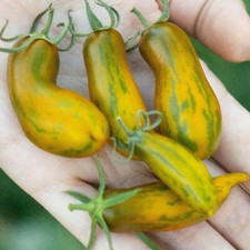 50 SAUSAGE HEIRLOOM TOMATO SEEDS - FRESH FOR YOUR VEGETABLE GARDENS