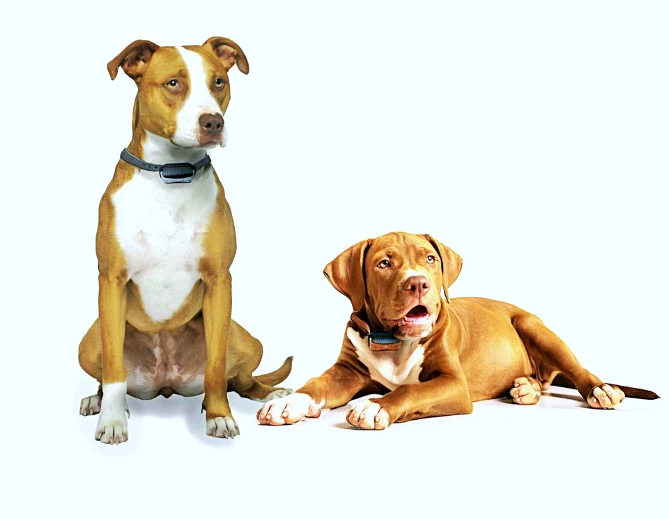 1000M Remote Waterproof Rechargeable Dog Training Shock Collar w/Auto Anti bark - Image 2 of 4