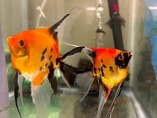 6 Tank Raised HIGH COVERAGE QUALITY KOI ANGELFISH, NICKEL+
