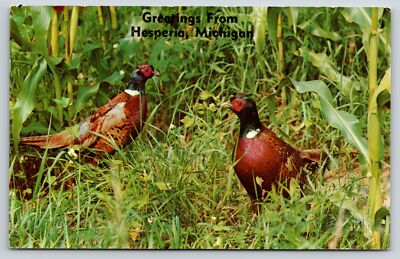 Animal~Ring-Necked Pheasants In Field~Greetings From Hesperia Michigan~Chrome PC