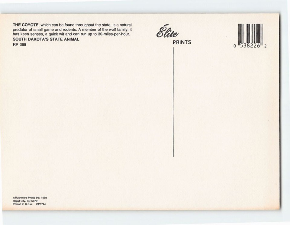 Postcard The Cayote South Dakota's State Animal eBay